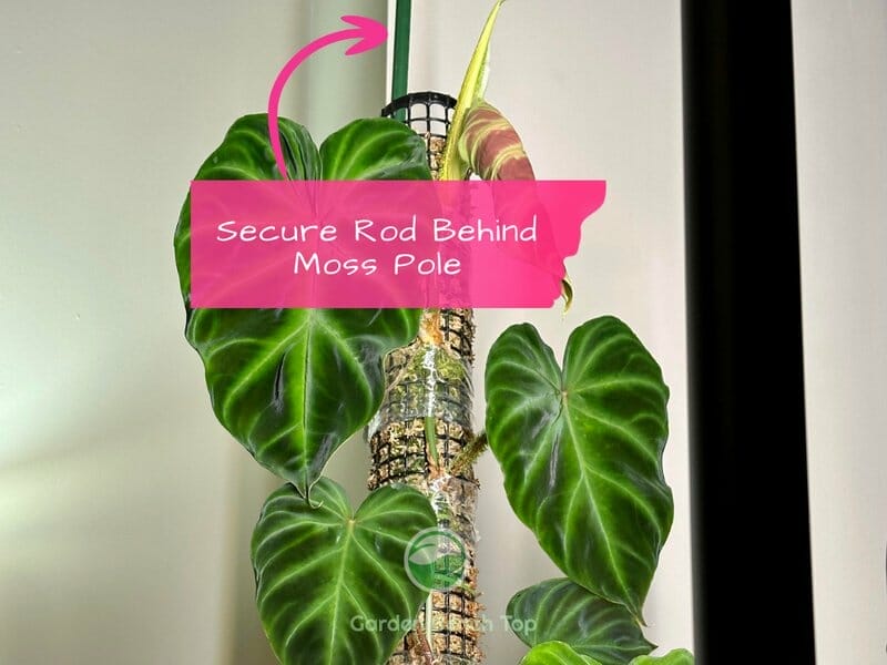 Positioning Rod for Moss Pole Extension