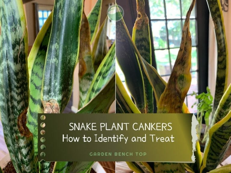 Snake Plant Canker Disease