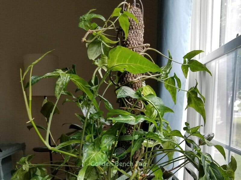 Moss Pole Mistakes to Avoid