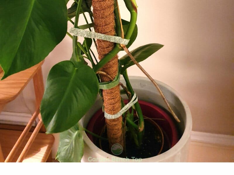 Tying Plant to Moss Pole