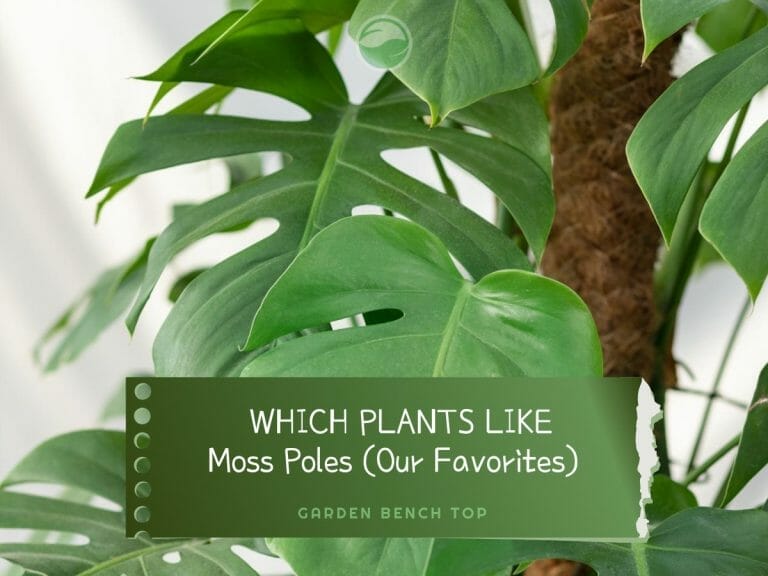 Which Plants Like Moss Poles cover