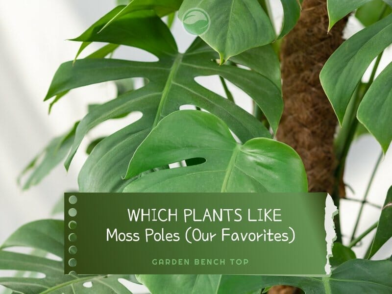 Which Plants Like Moss Poles