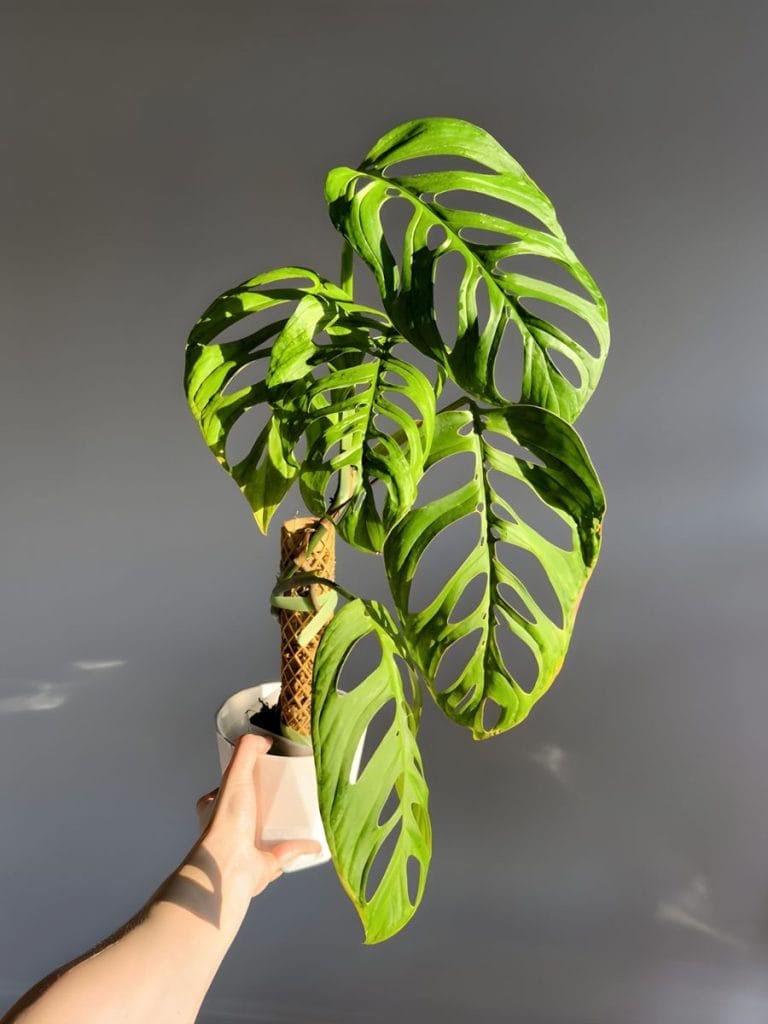 Small Moss Pole And Plant