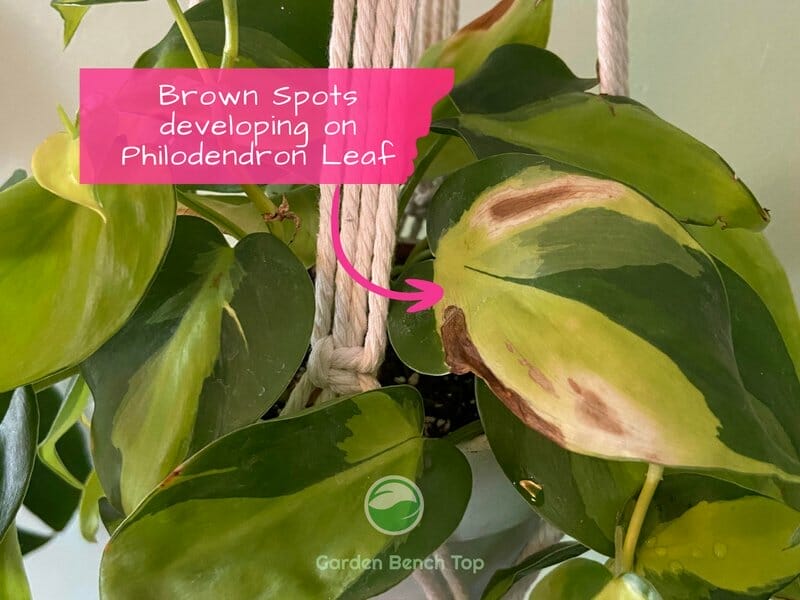 Brown spots on Philodendron Brasil
