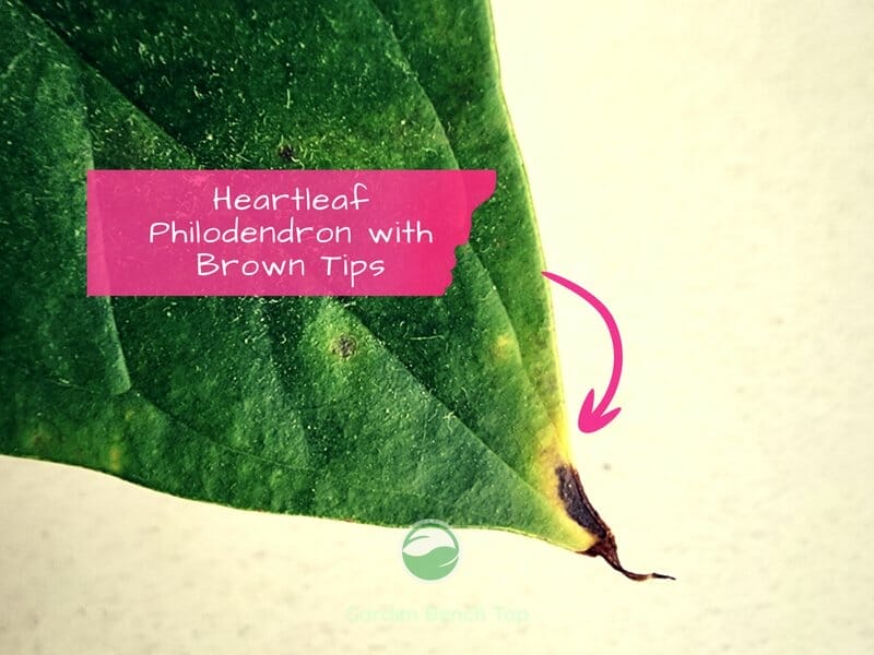 Brown tips on Philodendron