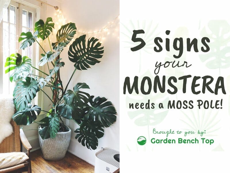Does My Monstera Need a Moss Pole