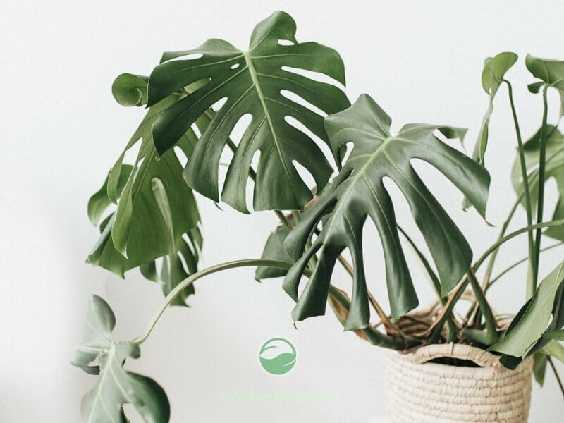 Drab Looking Monstera Plant