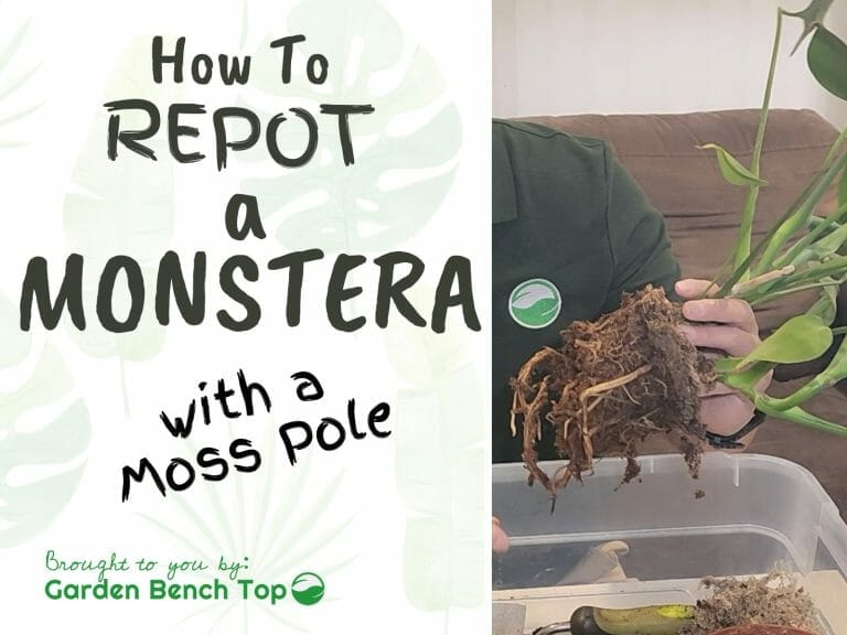 How to Repot a Monstera cover