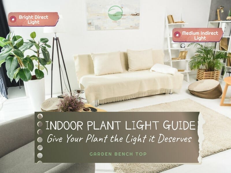 Indoor Plant Light Guide