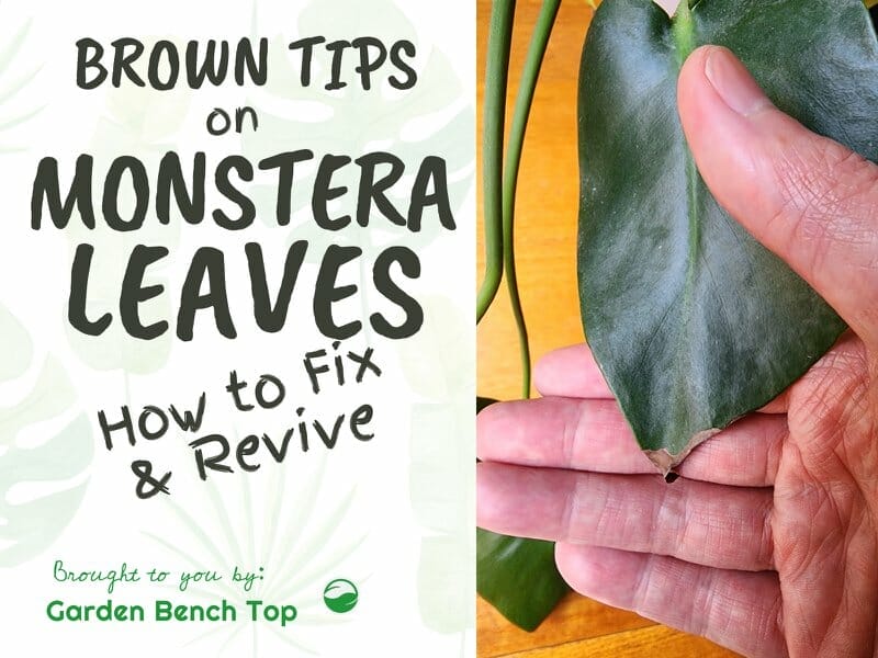 Monstera Brown Tips How to Fix