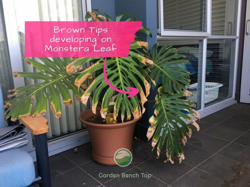 Monstera Brown Tips