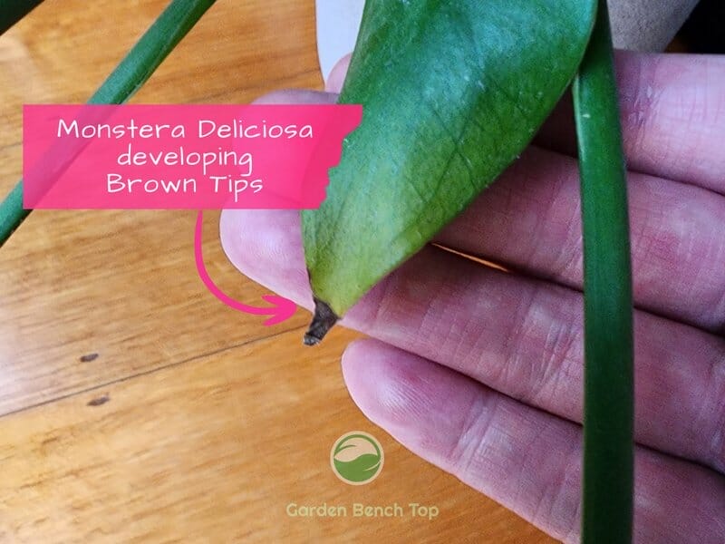 Monstera Deliciosa with Brown Tips