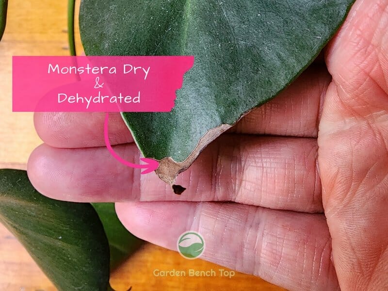 Monstera Leaf Dry & Dehydrated