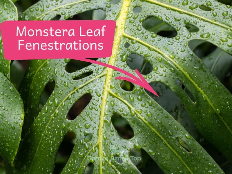 Monstera Leaf Fenestrations