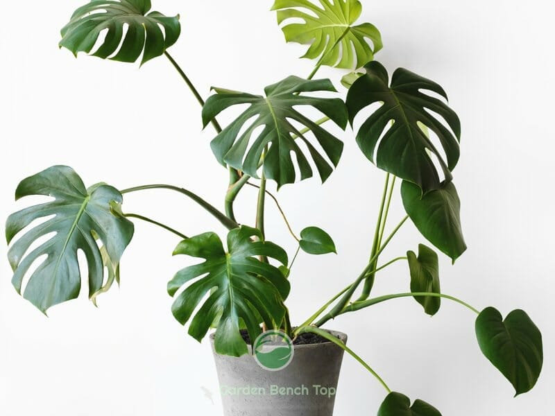 Monstera Plant in Pot