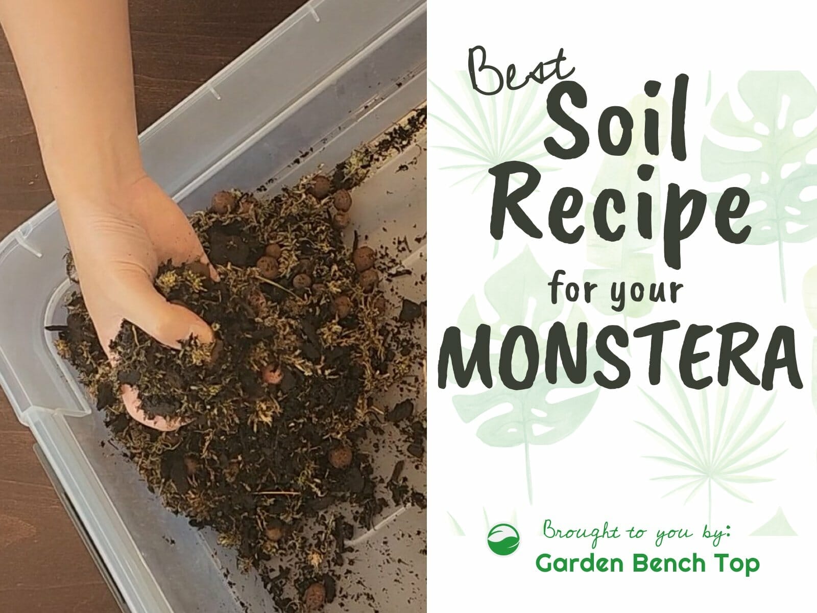Monstera Soil Mix Recipe for a Thriving Monstera Collection