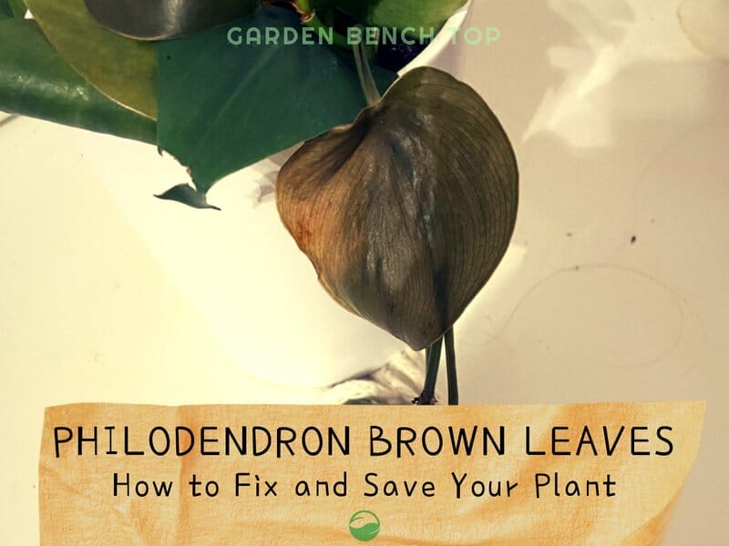 Philodendron Leaves Turning Brown