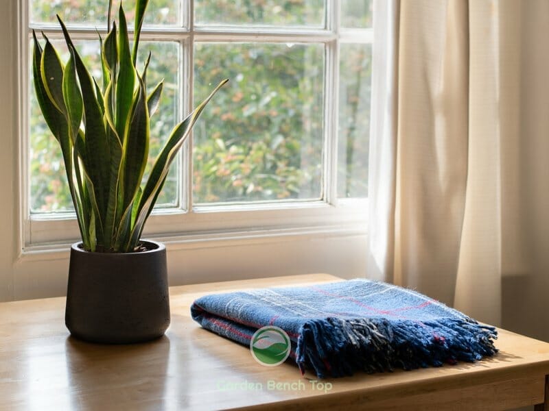 Snake plant by window for natural light