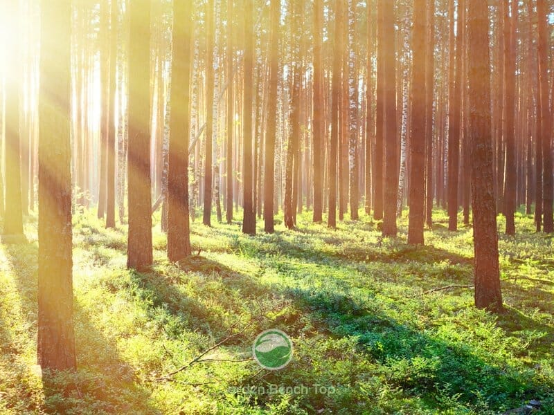 Sunlight streaming through trees