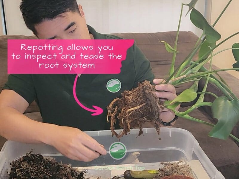Teasing and Inspecting Monstera Roots during repotting