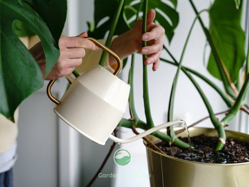 Watering Monstera Plant in Soil Mix