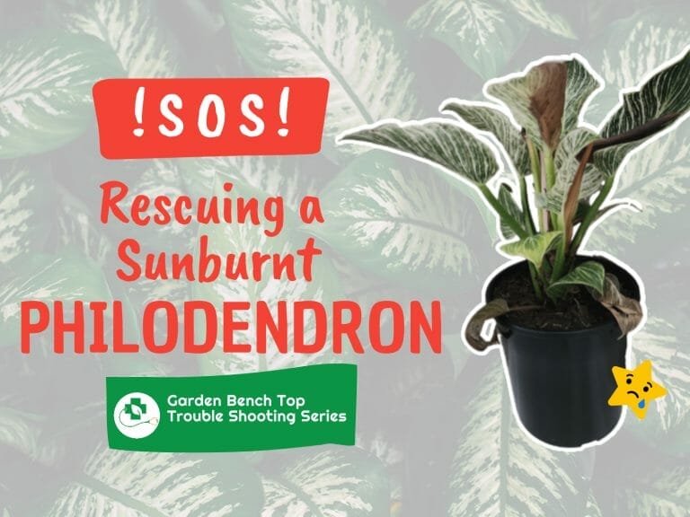 Philodendron Sunburn