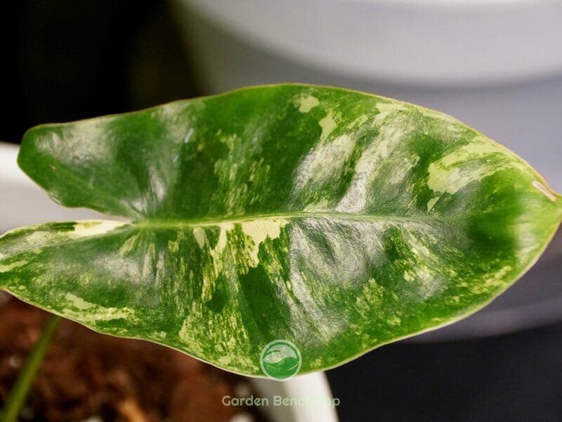 Causes of Philodendron Sunburn