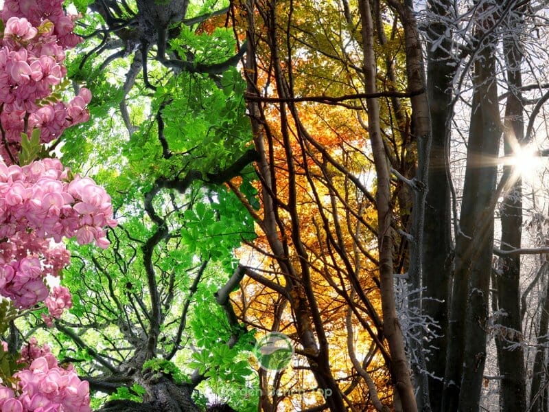 different seasons affect watering