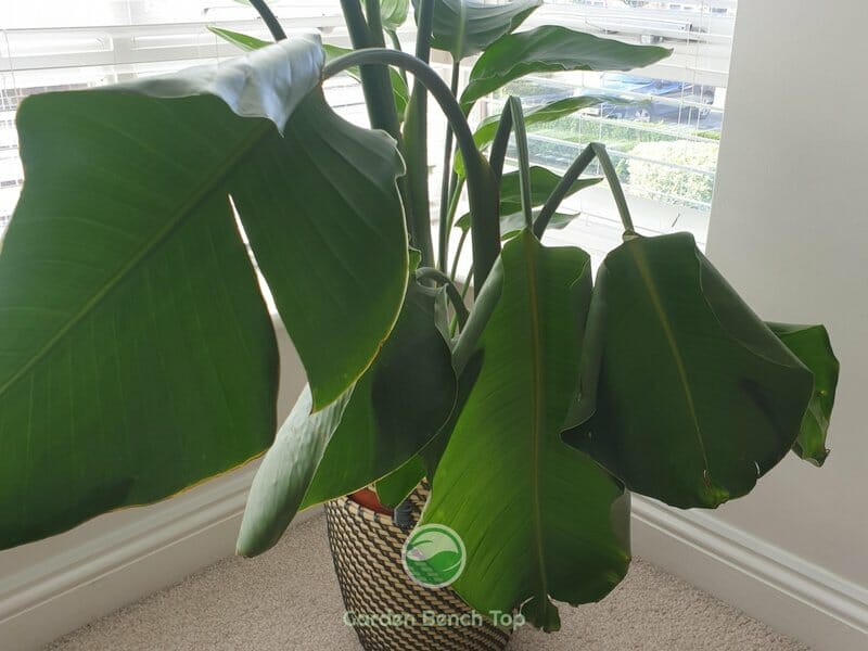 dry and droopy bird of paradise