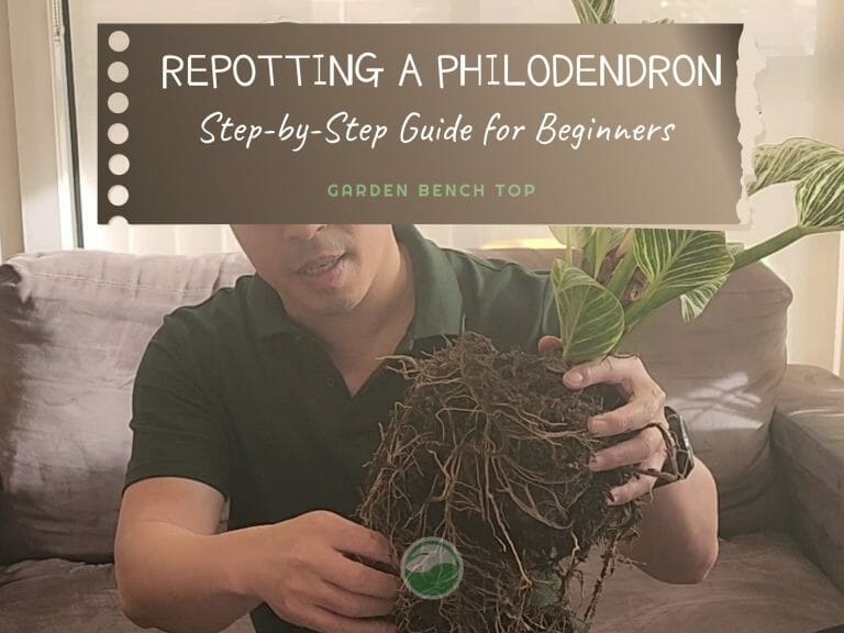 How to Repot a Philodendron cover