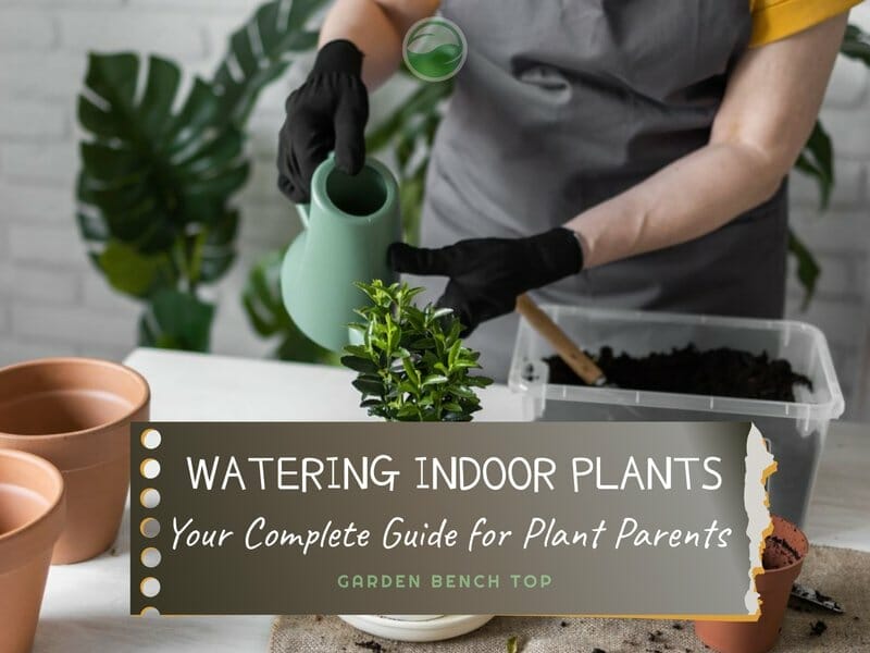 Indoor Plant Watering Guide