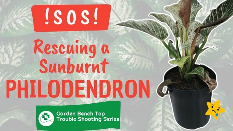 Philodendron Sunburn