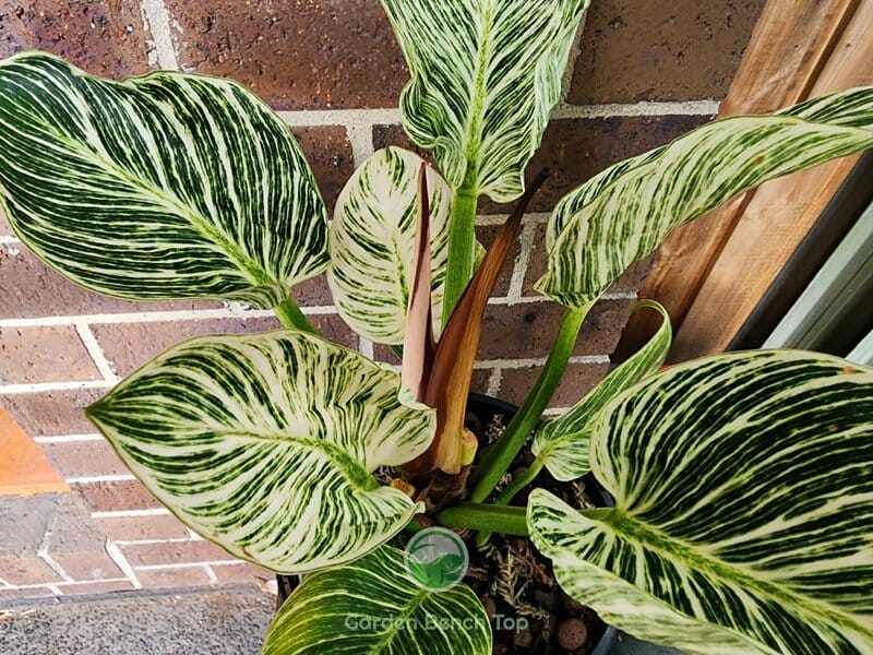 how to repot a philodendron completed