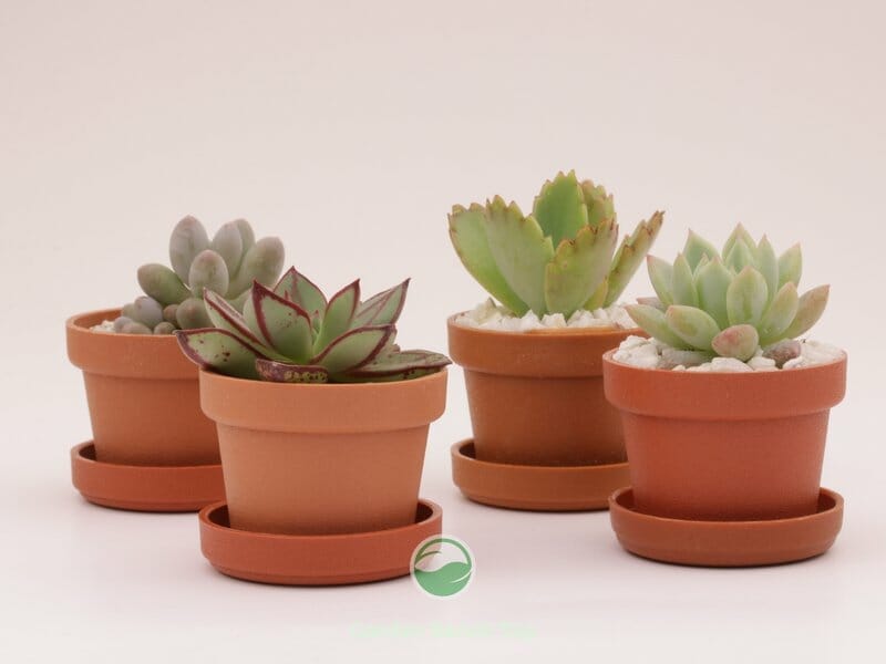 succulent in terracotta pots