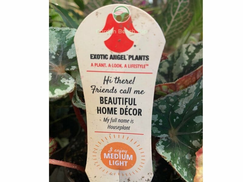 Unhelpful Plant Tag for Plant Awareness