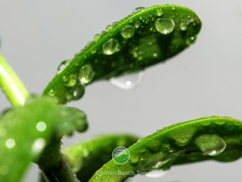 water on leaves of indoor plant