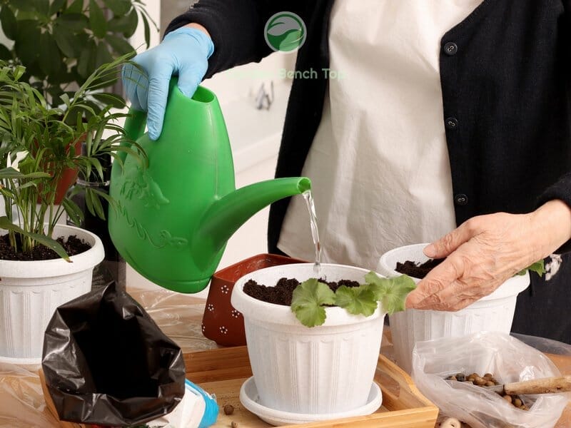 Watering Preferences for Indoor Plants
