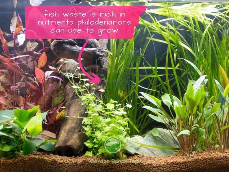 aquarium fish fertilizer