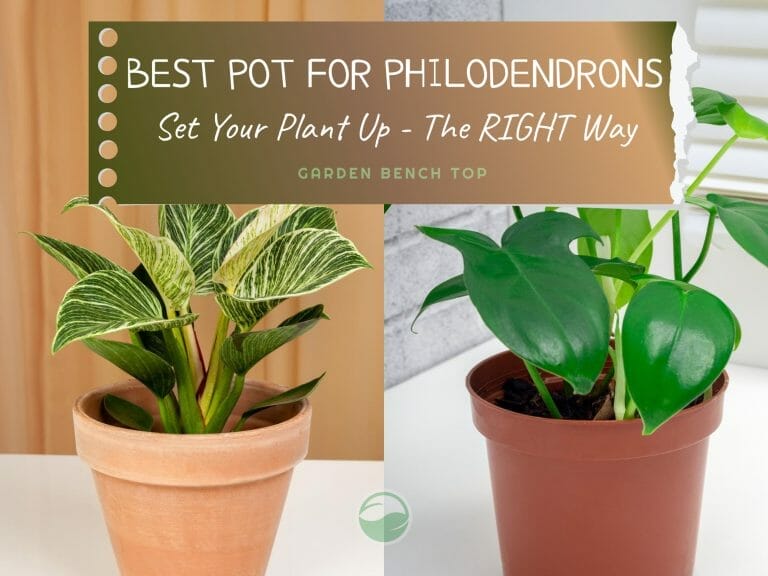 Best Pot for Philodendron
