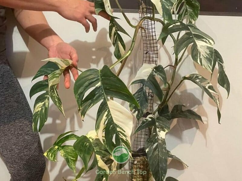 Epipremnum Pinnatum Variegata Dragons Tail