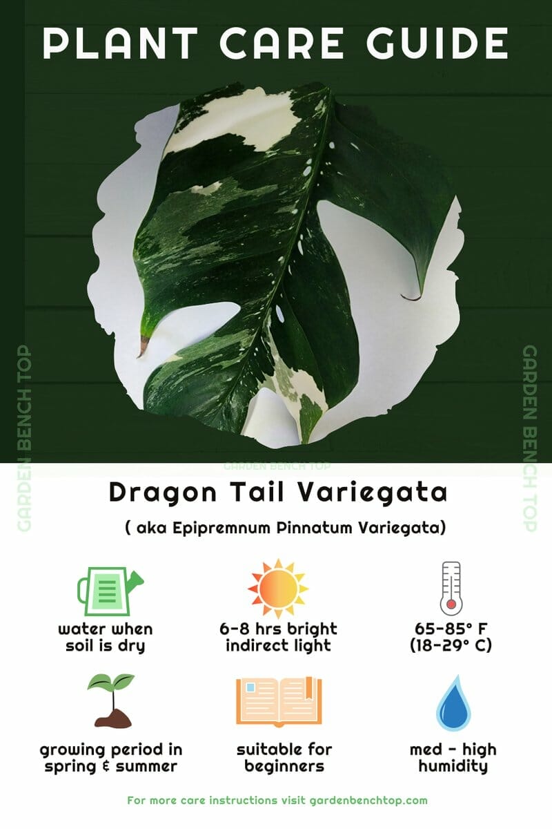 Dragon Tail Variegata Quick Care Guide