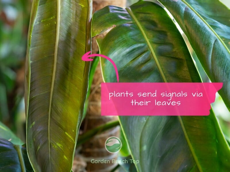 drooping philodendron leaves