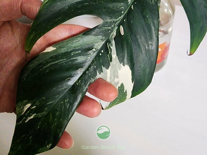 Epipremnum Pinnatum Variegata Cutting