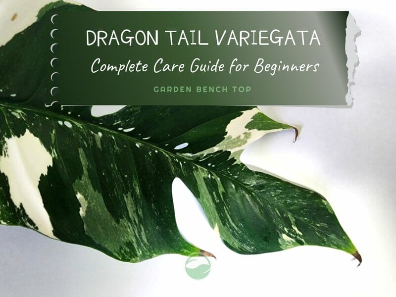 Epipremnum Pinnatum Variegata Dragon Tail Plant