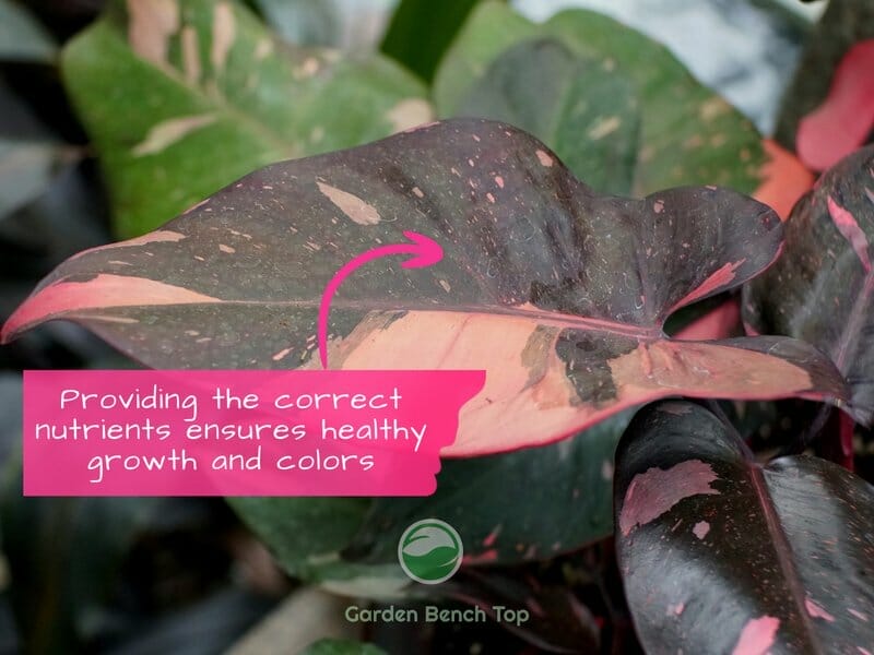 Fertilizing your philodendron for optimal growth