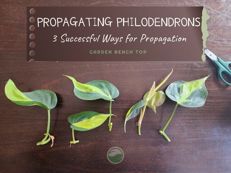 How to Propagate Philodendron