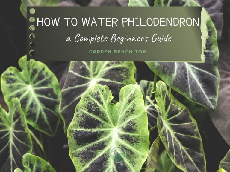 How to Water Philodendron cover