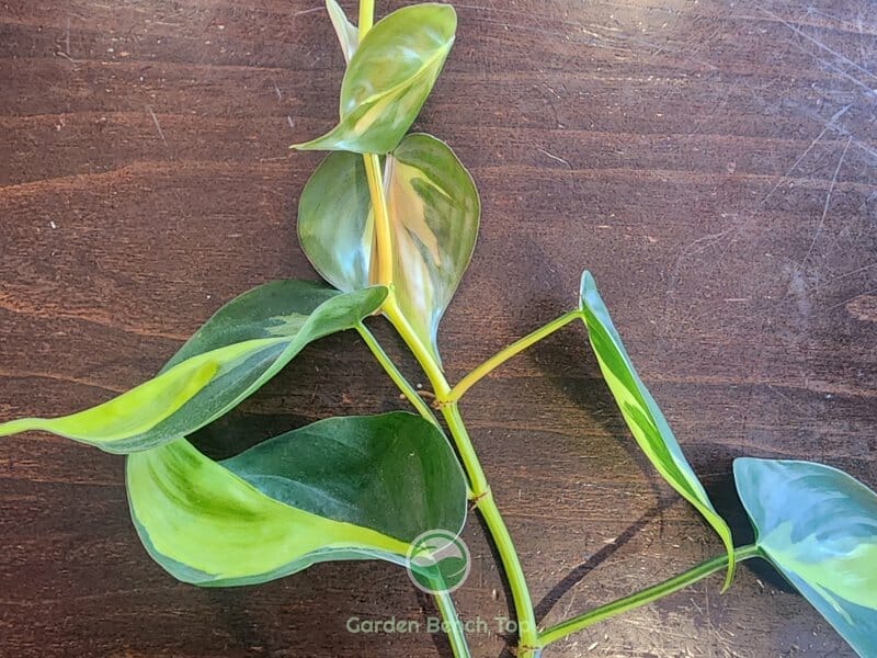 Large Philodendron Cutting