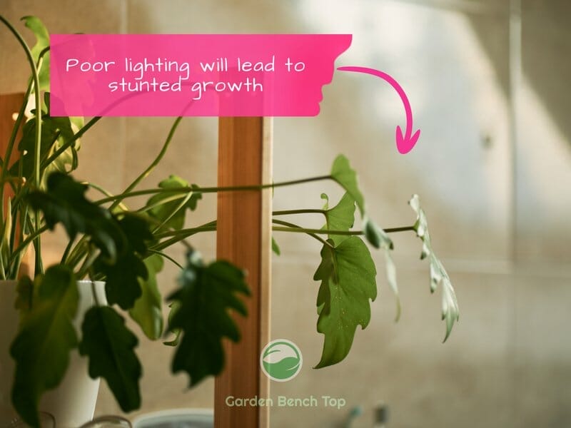 Lighting is important for healthy growth