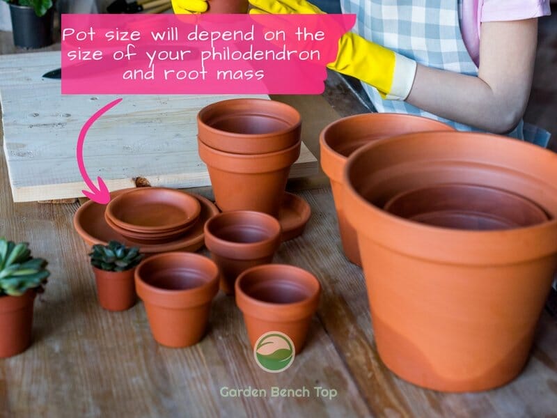 Many pots for different sized philodendrons